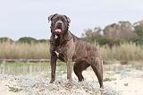 CANE CORSO 552